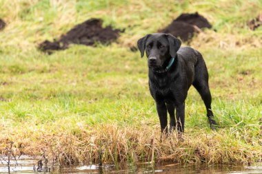 Suların kenarında duran siyah bir Labrador portresi