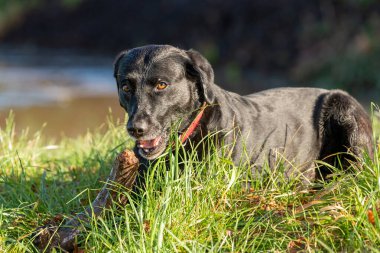 Çubukla oynayan siyah bir Labrador portresi