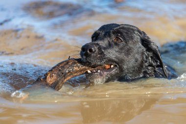 Sudan sopa çıkaran siyah bir Labrador 'un kafasından.