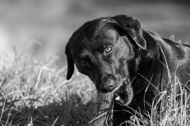 Siyah beyaz bir Labrador 'un sopayla oynarken çekilmiş fotoğrafı.