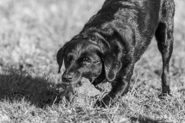Büyük bir taşla oynayan siyah bir Labrador portresi.