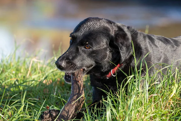 Retrato Labrador Preto Brincando Com Pau — Fotografia de Stock