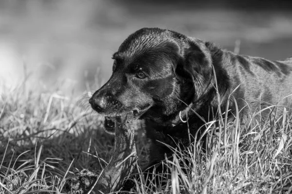 Fekete Fehér Fotó Egy Fekete Labrador Játszik Egy Bottal — Stock Fotó