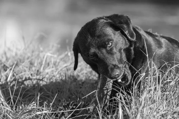 Portré Egy Fekete Labrador Játszik Egy Bottal — Stock Fotó