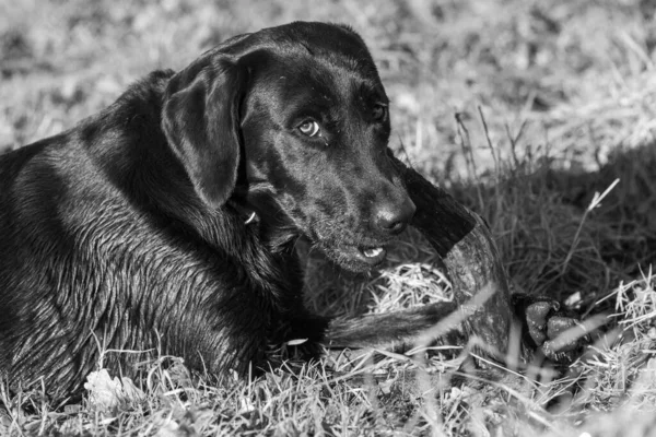 Egy Fekete Labrador Portréja Amint Egy Botot Rágcsál — Stock Fotó