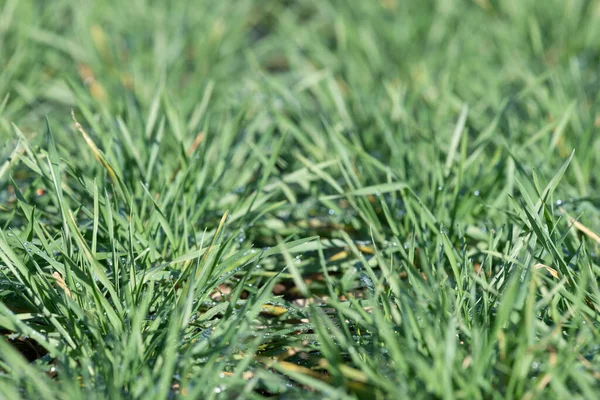 Close Crop Winter Barley Hordeum Vulgare Field Winters Day — Stock Photo, Image