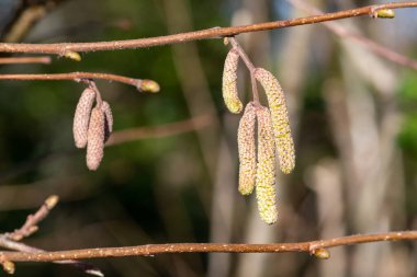 Yaygın bir Hazel (Corylus avellana) ağacının üzerindeki katkinleri kapat