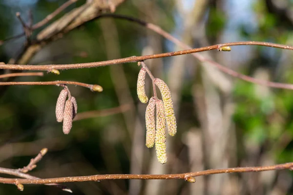 Крупним Планом Кішки Загальному Дереві Hazel Corylus Avellana — стокове фото