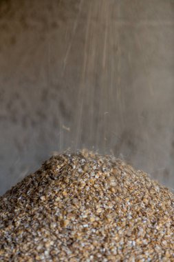 Toprak arpası (hordeum vulgare) bir arpa yığını üzerinde öğütülüyor.