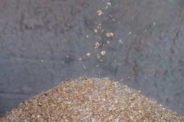 Toprak arpası (hordeum vulgare) bir arpa yığını üzerinde öğütülüyor.