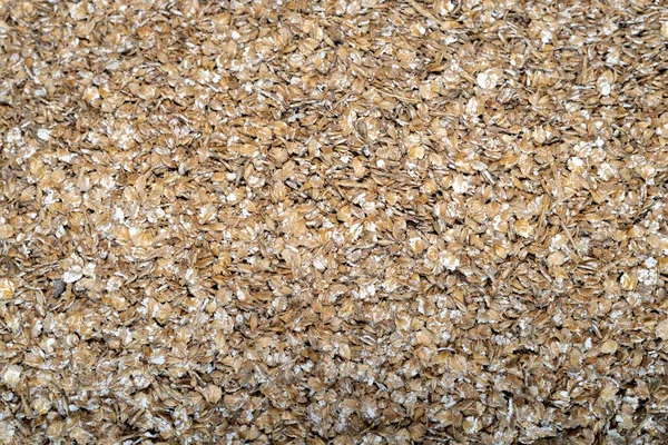 Close Ground Barley Hordeum Vulgare — Stock Photo, Image
