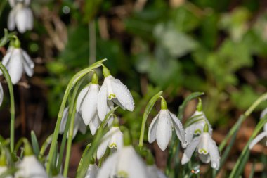 Yaygın kar damlalarına (galanthus nivalis) çiçek açarken yaklaş