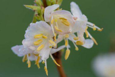 Makro purpus hanımeli (lonicera x morpusii) çiçeği. 