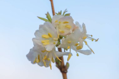 Makro purpus hanımeli (lonicera x morpusii) çiçeği. 