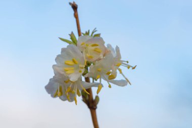 Makro purpus hanımeli (lonicera x morpusii) çiçeği. 