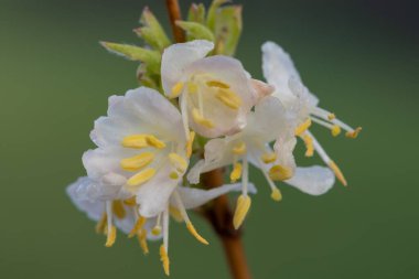 Makro purpus hanımeli (lonicera x morpusii) çiçeği. 