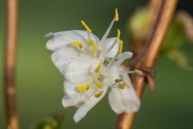 Makro purpus hanımeli (lonicera x morpusii) çiçeği. 