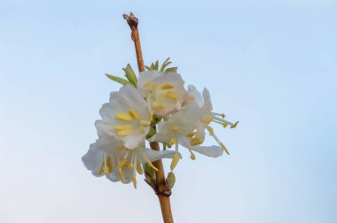 Makro purpus hanımeli (lonicera x morpusii) çiçeği. 