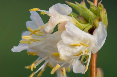Makro purpus hanımeli (lonicera x morpusii) çiçeği. 