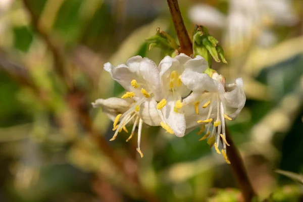 Makro purpus hanımeli (lonicera x morpusii) çiçeği. 