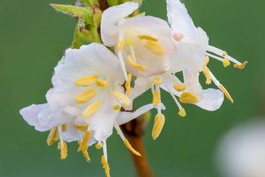 Makro purpus hanımeli (lonicera x morpusii) çiçeği. 