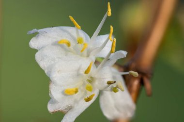 Makro purpus hanımeli (lonicera x morpusii) çiçeği. 