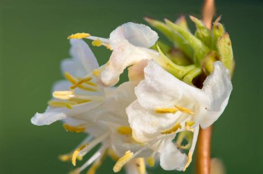 Makro purpus hanımeli (lonicera x morpusii) çiçeği. 