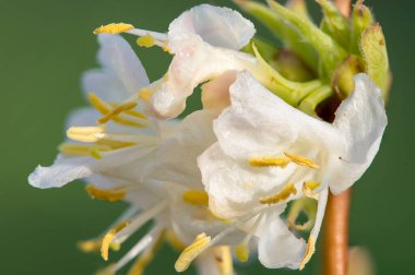 Makro purpus hanımeli (lonicera x morpusii) çiçeği. 