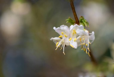 Makro purpus hanımeli (lonicera x morpusii) çiçeği. 
