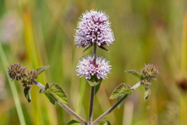 Çiçek açmış bir nane şekerinin (mentha aquatica) kapağını kapat