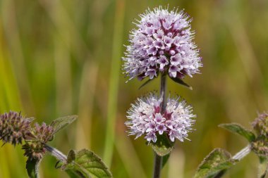 Çiçek açmış bir nane şekerinin (mentha aquatica) kapağını kapat