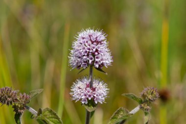 Çiçek açmış bir nane şekerinin (mentha aquatica) kapağını kapat