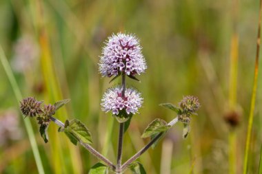 Çiçek açmış bir nane şekerinin (mentha aquatica) kapağını kapat