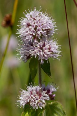 Çiçek açmış bir nane şekerinin (mentha aquatica) kapağını kapat