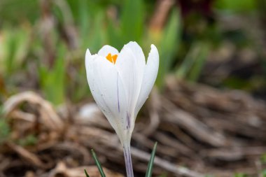 Çiçek açmış beyaz bir ilkbahar tarlasına (crocus vernus) yaklaş