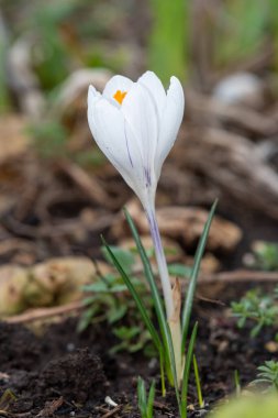 Çiçek açmış beyaz bir ilkbahar tarlasına (crocus vernus) yaklaş
