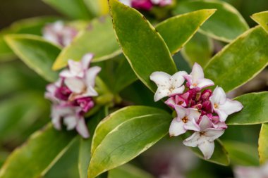 Makro parfüm. Prenses Daphne çiçek açmış.