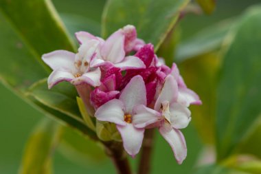 Makro parfüm. Prenses Daphne çiçek açmış.
