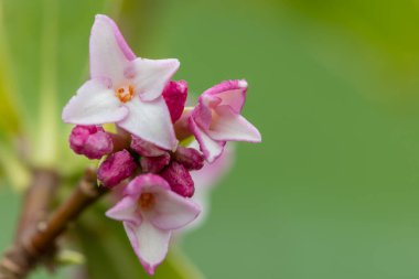 Makro parfüm. Prenses Daphne çiçek açmış.