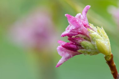 Makro parfüm. Prenses Daphne çiçek açmış.