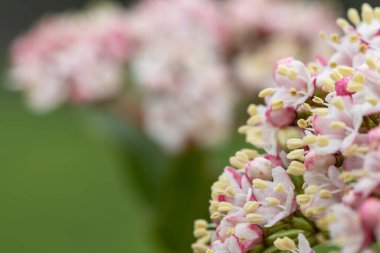 Çiçek açmış Makro Viburnum tinus (Lauristinus) iğnesi