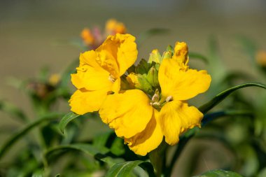 Sarı bir duvar çiçeğinin (erysimum cheiri) açılışını kapat