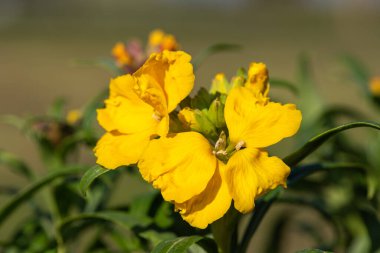 Sarı bir duvar çiçeğinin (erysimum cheiri) açılışını kapat