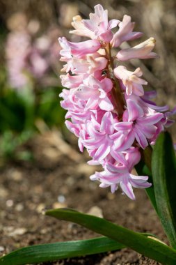 Çiçek açan pembe bir sümbül (hyacinthus orientalis) çiçeğini kapat