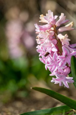 Çiçek açan pembe bir sümbül (hyacinthus orientalis) çiçeğini kapat