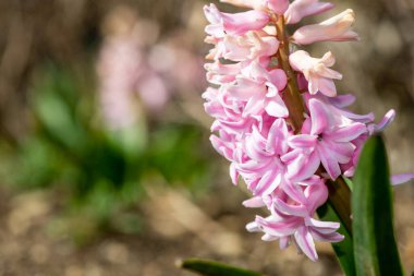 Çiçek açan pembe bir sümbül (hyacinthus orientalis) çiçeğini kapat