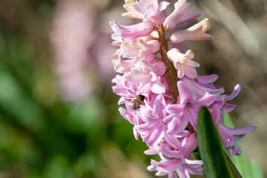 Çiçek açan pembe bir sümbül (hyacinthus orientalis) çiçeğini kapat