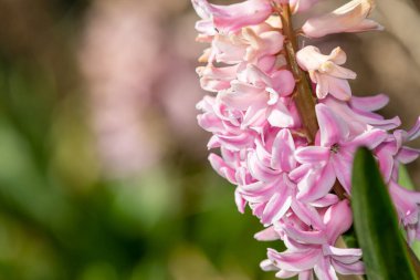 Çiçek açan pembe bir sümbül (hyacinthus orientalis) çiçeğini kapat