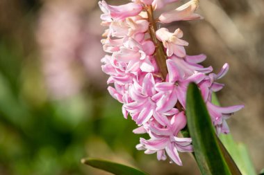 Çiçek açan pembe bir sümbül (hyacinthus orientalis) çiçeğini kapat