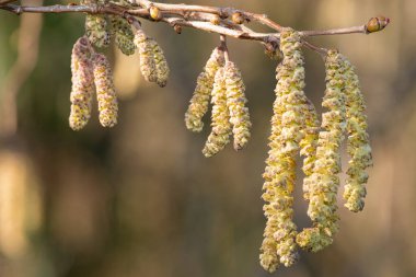 Hazel 'da (Corylus avellana) yetişkin erkek kedi yavrularına yaklaş
